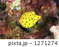 1271274