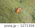 1271308