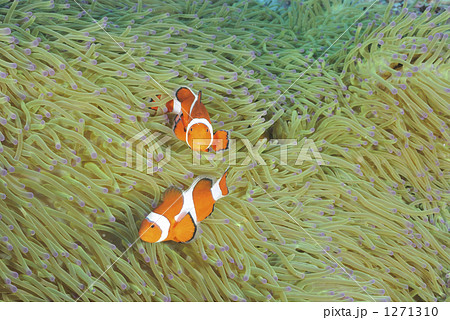 「水中 海中 海水魚 イソギンチャク 」の写真素材 「水中 海中 海水魚 イソギンチャク 」の写真素材