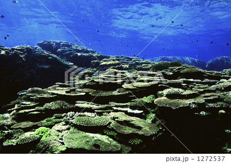 「水中 海中 サンゴ サンゴ礁 」の写真素材 「水中 海中 サンゴ サンゴ礁 」の写真素材