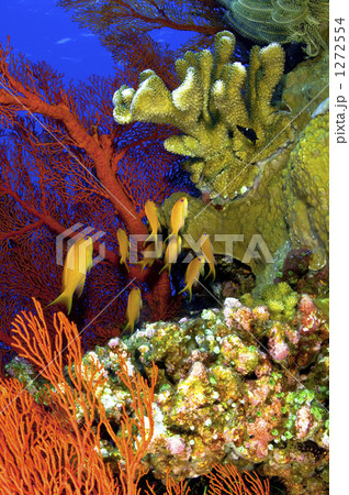 「水中 海中 海水魚 黄色 」の写真素材 「水中 海中 海水魚 黄色 」の写真素材