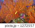 1272557