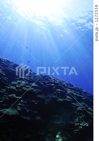 「水中 浅瀬 日光 海面 海中 」の写真素材