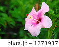1273937