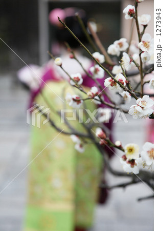 「舞妓さんと白梅」の写真素材 「舞妓さんと白梅」の写真素材