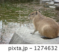 カピバラ、哀愁