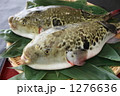 とらふぐ