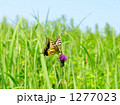 1277023