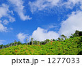 1277033