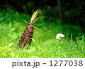 1277038