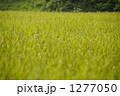 1277050