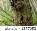 1277052