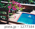 花とプール