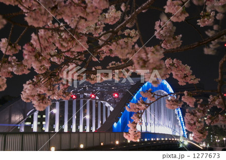 「夜桜 永代橋 大寒桜 満開 」の写真素材