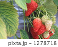 1278718