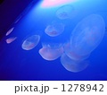 新江の島水族館の水槽で浮遊するくらげ