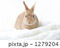 1279204