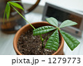 パキラのさし芽