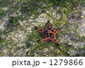 浅瀬に生きるヒトデ、コブヒトデ
