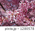 オカメ桜
