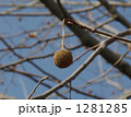 すずかけの実01