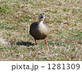 かるがも01 正面