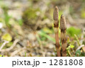 庭のつくし