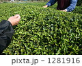 静岡の茶畑