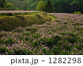 佐備の蓮華畑にて　８