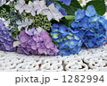 紫陽花