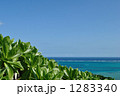 青空と海を背景にクサトベラ