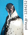フンボルトペンギン