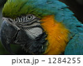 ルリコンゴウインコ 