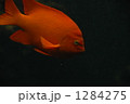 ガリバルディ
