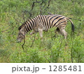 野生のシマウマ