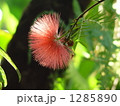 熱帯花　カリアンドラ・マメ科04