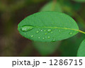 雨露