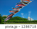 鯉のぼり