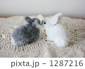 1287216
