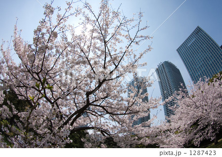 「桜 桃色 青空 春 都内 」の写真素材 「桜 桃色 青空 春 都内 」の写真素材
