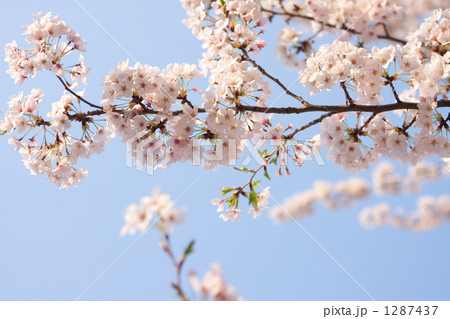 「桜 桃色 青空 春 」の写真素材 「桜 桃色 青空 春 」の写真素材