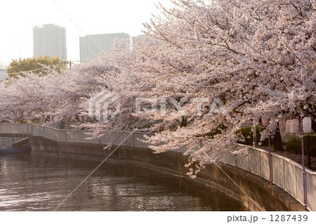 桜 桃色 青空