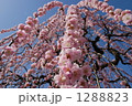1288823