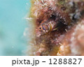 1288827
