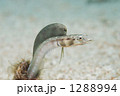 1288994