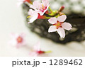 可憐なおかめ桜