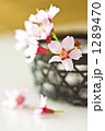 可憐なおかめ桜