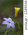二輪の花 二輪の花
