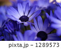 紫の花 紫の花