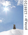 雪山ウサギ2